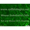 CD1 Mouse Primary Aortic Endothelial Cells